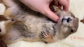 今日もプレーリードッグにマッサージ😊❤️My daily routine is to give massage to prairie dog❤️🥰 cute massage pet [upl. by Thompson506]