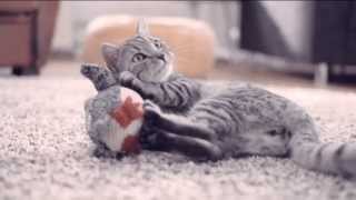 Whiskas Katzenfutter TV Werbung 2013 [upl. by Koeninger]