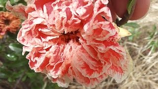 Flowering Pomegranate Punica granatum Legrelliae [upl. by Rabkin]