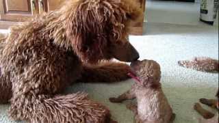 Red standard poodle puppies having fun playing [upl. by Ainud]