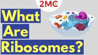 What are Ribosomes  Ribosome Function and Structure [upl. by Itsim679]