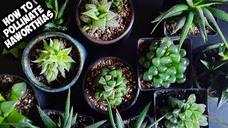 How To Cross Pollinate Haworthias 🌱 Hybridize 2 Haworthia Varieties [upl. by Islehc]