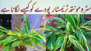 How to grow stromanthe plants in potshow to reporting stromanthe treistarFakhraShahid603 [upl. by Llehsad472]