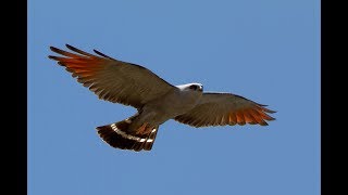 Sovi  Ictinia Plumbea Plumbeous kite captures prey capturando cigarra [upl. by Neom]