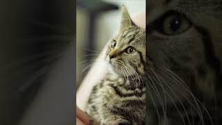 A Medium Talked to a Cat YES animalcommunication mediumship afterlife suzannegiesemann spirit [upl. by Ahtelahs967]