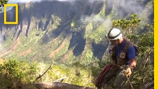 Onward Hawaii Botanist Races to Save Rare Plants  National Geographic [upl. by Ecnerrat]