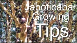 The Amazing Jaboticaba Tree  Growing Tips [upl. by Ibed]