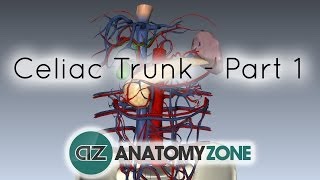 Celiac ArteryTrunk  Part 1  Anatomy Tutorial [upl. by Suravat709]