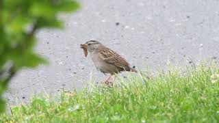 5 25 2024 White crowned Sparrow amp Moth Made with Clipchamp [upl. by Connors]