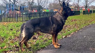 German shepherd working line dog [upl. by Recor]