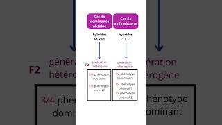 Monohybridisme Proportions Statistiques En Génétique Mendélienne [upl. by Haman423]