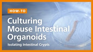 How to Culture Mouse Intestinal Organoids Isolating Intestinal Crypts and Establishing Organoids [upl. by Philbert42]