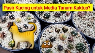 Garden Tour  Tanpa Akadama Pasir Kucing pun Jadi  KaktusIdn Semarang [upl. by Latoyia]