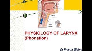 Physiology Of Larynx  Phonation [upl. by Calen]