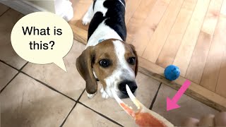 Paws and a crab claw Ren the beagle puppy is scared of new things to him [upl. by Hannavas]