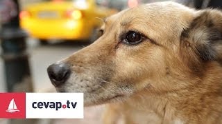 Köpeklerde Raşitizm hastalığı nedir ve hastalıktan nasıl korunur [upl. by Flita]