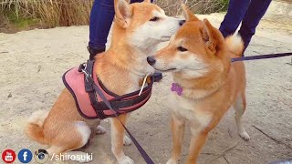 Suki finally recognises Mika  Shiba Inu [upl. by Arbuckle]