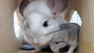 Baby Chinchillas  FEED US [upl. by Bohon]