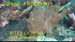 Diving Giant frogfish bites lionfish Ouch [upl. by Ynnavoj593]