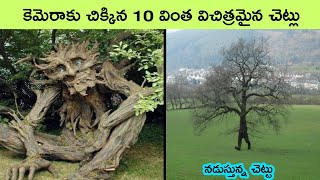 Top 10 Strangest and Rarest Trees on Earth  dangerous trees  facts in telugu  bmc facts  telugu [upl. by Elatia]