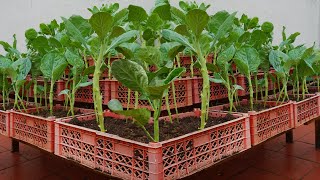 Grow a dream vegetable garden at home that is delicious and highly productive [upl. by Sigfrid]