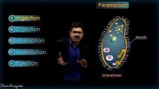 Life Processes  2 Chapter 6  Heterotrophic nutrition  CBSE Class 10 Science  Biology  Toppr [upl. by Vandervelde860]