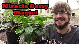 How to Grow Miracle Berry Trees in Containers [upl. by Ssirk498]