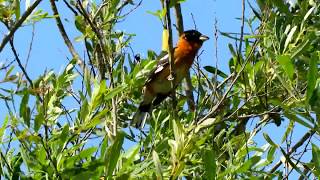 BlackHeaded Grosbeak  Ballona Freshwater Marsh  53118 [upl. by Ordnassela]