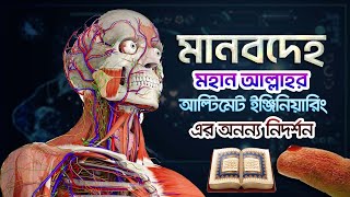 মানবদেহ মহান আল্লাহর আল্টিমেট ইঞ্জিনিয়ারিং Human body Ultimate engineering of Almighty Allah [upl. by Kimble]