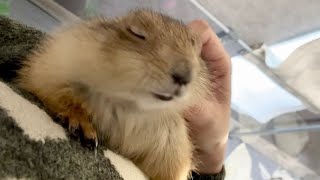 嬉しくて鳴き続けるプレーリードッグ🥰❤️ My prairie dog makes the cutest sonud when petted🐿❤️ cute pet call なでなで [upl. by Leirda]