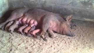 Day old piglets nursing [upl. by Elena]