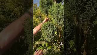 What to do with a conifer that has gone Brown garden gardeningplants gardeningforbeginners [upl. by Fish938]