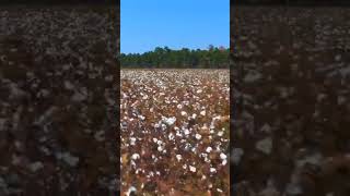 Cotton Fields Creedence Clearwater Revival Video [upl. by Gwendolen]