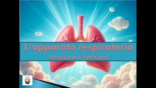 Apparato respiratorio La respirazione polmonare e quella cellulare [upl. by Caassi218]