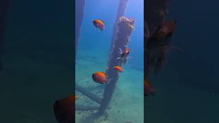 BUSSELTON DIVE travel jetty fish ocean subscribe [upl. by Perice]