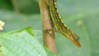 Anolis oculatus montanus in Dominica [upl. by Lothaire]