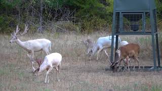 fallow deer hunt at cotton mesa whitetail ranch [upl. by Seif69]