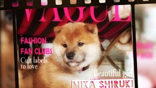 My life is potato Ep 25  Shiba Inu puppies  DougeampGabbana [upl. by Bum]