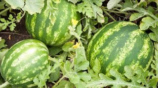 How to Grow Watermelons  Complete Growing Guide [upl. by Eusassilem892]