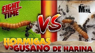 HORMIGAS VS GUSANO  Hormigas Messor Barbarus [upl. by Orecic790]