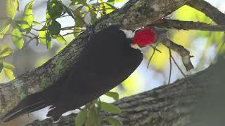 Pileated Woodpecker Feeding [upl. by Brande]