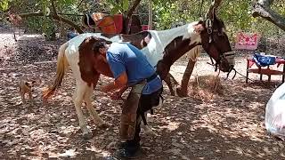 The farrier trims the horses every 2 months [upl. by Yrreb]