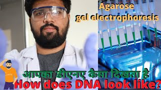 How does DNA look like  Agarose gel electrophoresis [upl. by Eliot56]