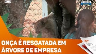 Onça é resgatada em árvore de empresa  TV SOROCABASBT [upl. by Laenahtan]