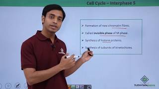 Class 11th  Cell Cycle – Interphase S  Cell Cycle and Cell Division  Tutorials Point [upl. by Harri]