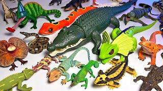 My Reptiles Animals Collection  Alligator Crocodile Komodo Dragon Snake Cobra Bearded Dragon [upl. by Akimahc]