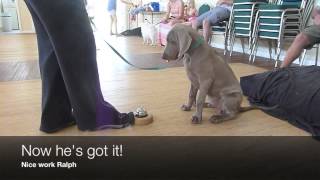 Ralph the Weimaraner Rings a Bell [upl. by Aihsyt614]