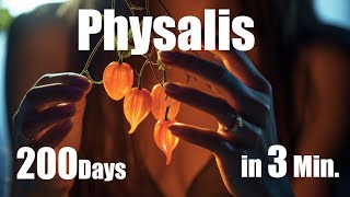 Growing Physalis Plant from Seed to Fruit 🌱 200 Days Time Lapse  Full life Cycle [upl. by Urania676]