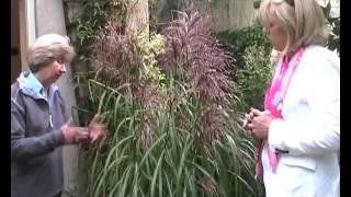 Miscanthus sinensis Malapartus Ornamental Grass [upl. by Marlee207]