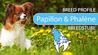 ► Papillon amp Phalène Breed Profile 2022 Temperament amp Training [upl. by Paehpos321]